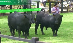 Média geral da feira contabiliza aumento superior a 6%