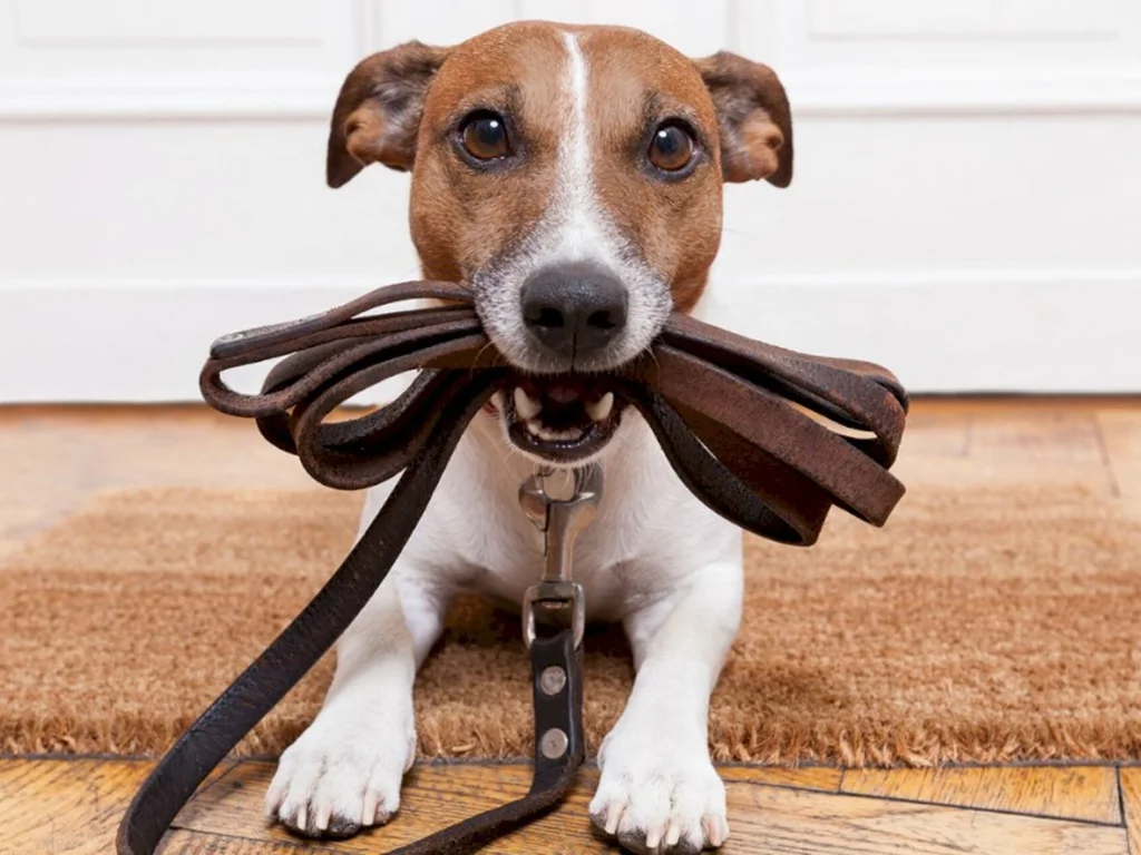 Sábado é dia de ‘Encontro pet friend’