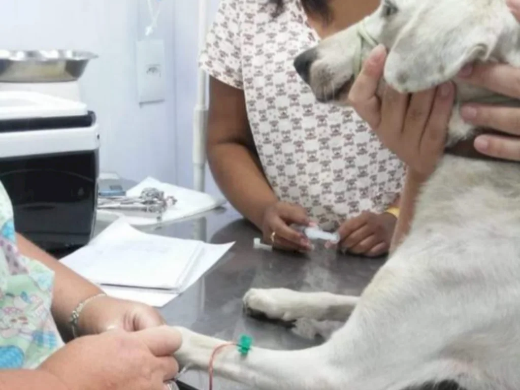 Núcleo pede ajuda para manter atendimentos gratuitos