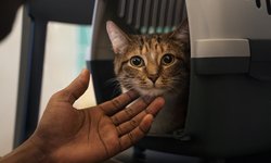 Viajar com animais exige atenção ao bem-estar dos pets