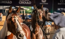 Provas do Cavalo Crioulo movimentam programação da Expointer
