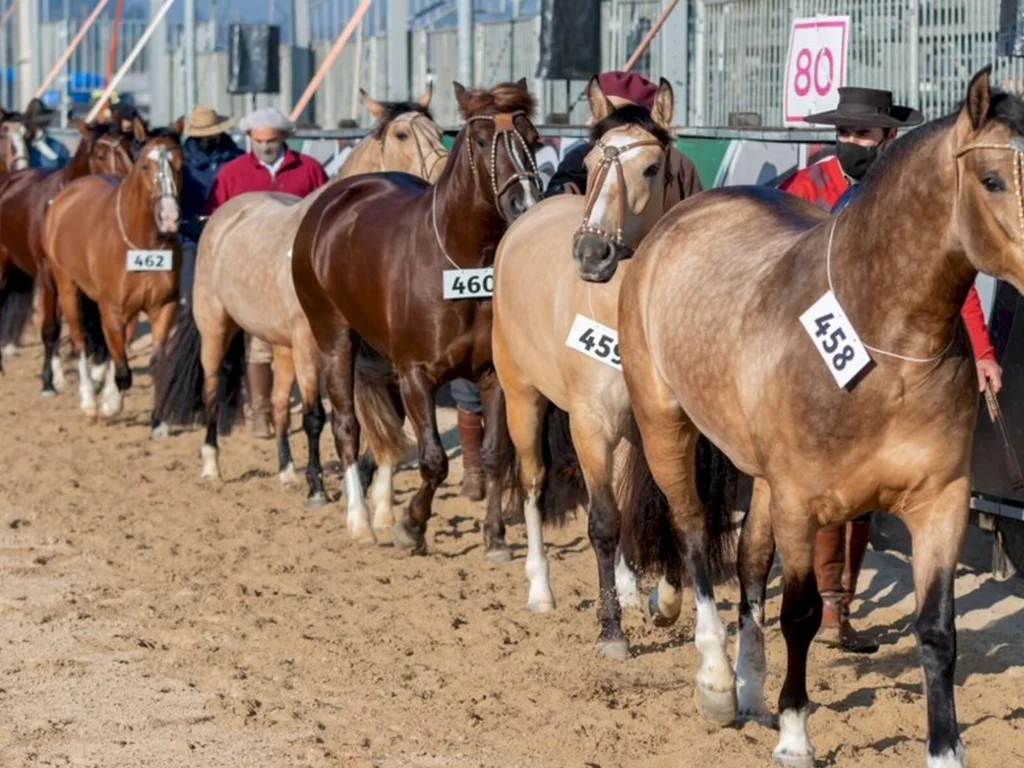 Definido o calendário de Morfologias Passaporte