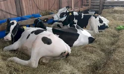 Associação e Embrapa  divulgam resultados  de pesagem