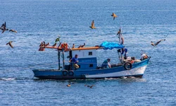 Rebanho sofre com perda de peso devido à estiagem