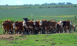 Lideranças avaliam primeiro ano do novo status sanitário