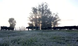 Prêmio valoriza produtores de leite