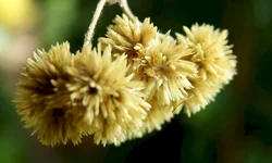 A apaixonante Rainha Charlotte