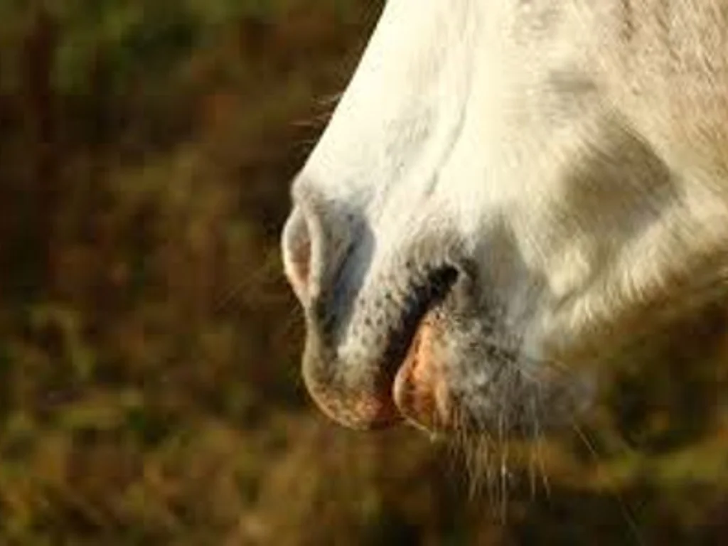 Justiça suspende abate de égua com anemia infecciosa equina