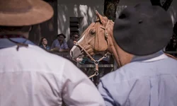 Égua de Aceguá é campeão do Bocal de Ouro