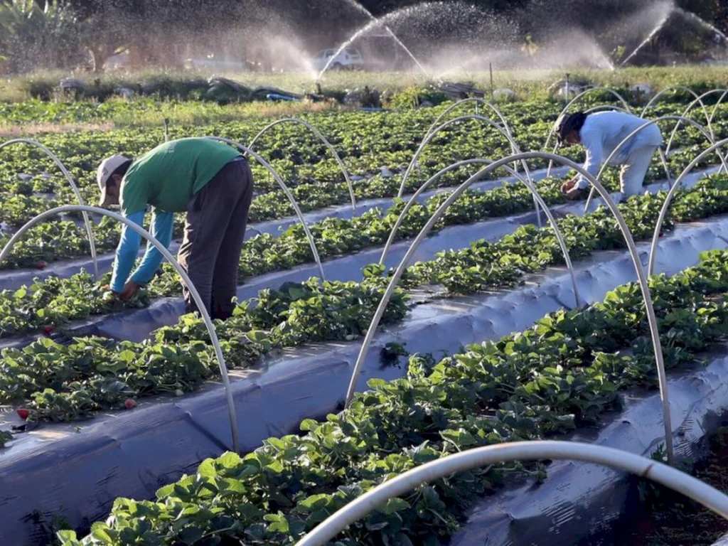 Pagamento de equalização de taxas de juros  é  autorizado