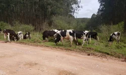 Shows presenciais retornam a ser realizados na Expofeira