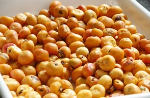 Desafio do Butiá mobiliza escolas gaúchas