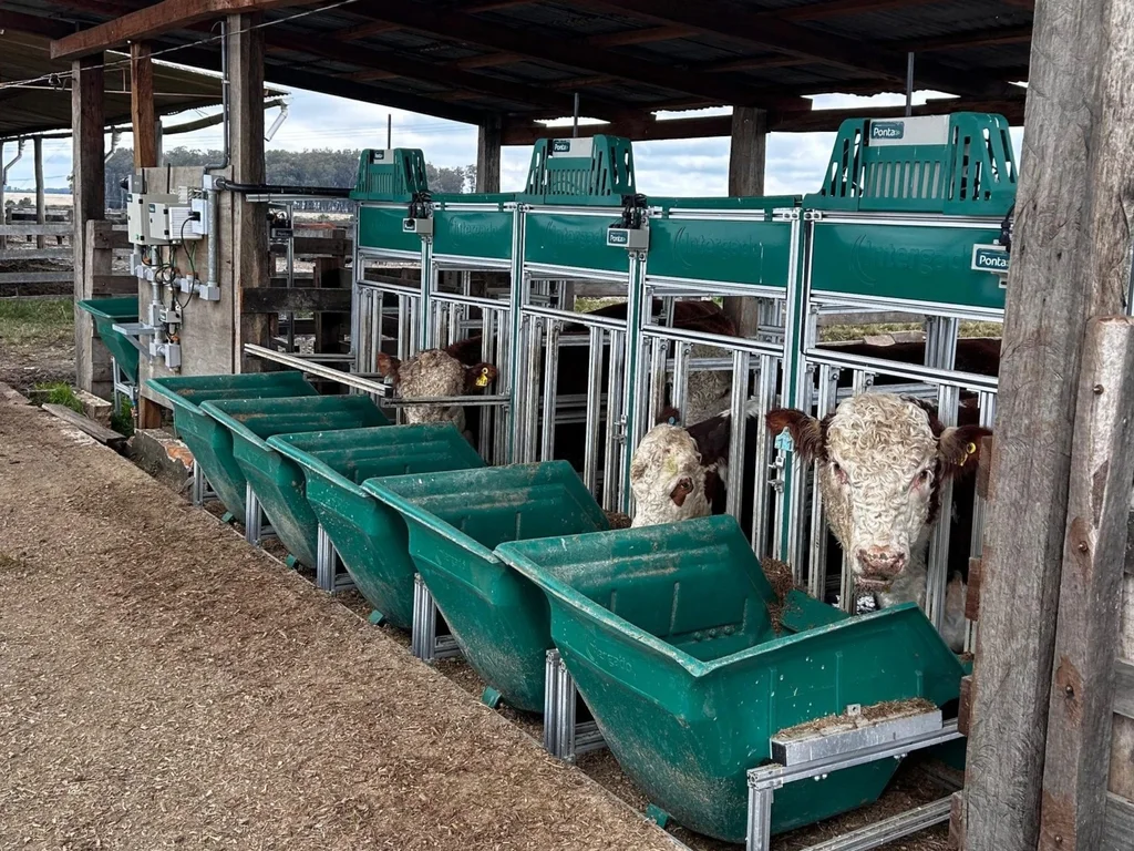 Seleção genética busca produzir mais carne com menos alimento