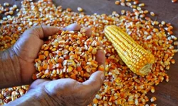 Novas regras são estabelecidas para agrotóxicos