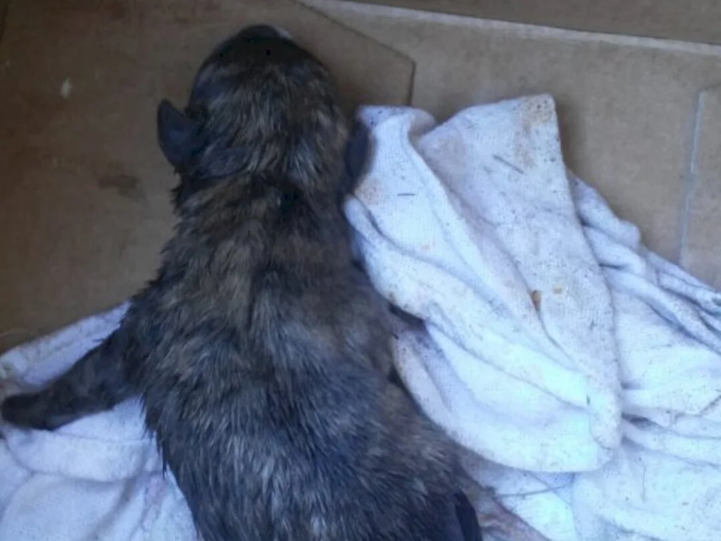 Bagé bate recorde em maus-tratos contra animais