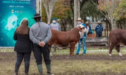 Abertas inscrições para fórum sobre Febre Aftosa