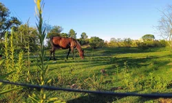 Vereador quer transformar cargos de Auxiliar em Técnico de Enfermagem