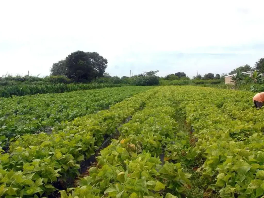 Câmara aprova política que estimula permanência de jovens no campo