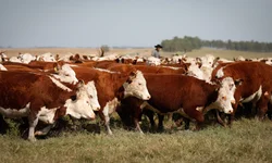 Terra Forte chega a Bagé e outros municípios da Campanha