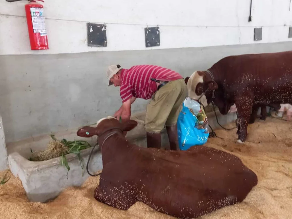 Bagé sedia Exposição Nacional Hereford e Braford