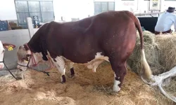 Aciba promove palestra sobre neuromarketing