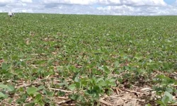 Governo gaúcho irá aportar recursos para agricultores