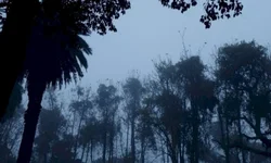 Falta de luz causa transtornos e prejuízos