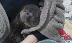 Estado vai premiar municípios que mais vacinarem