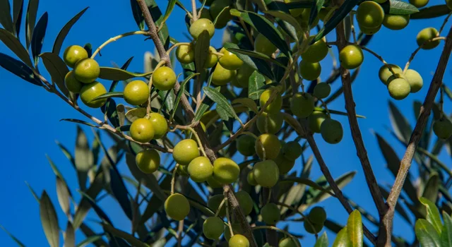Metade Sul concentra maiores áreas de oliveiras no Estado