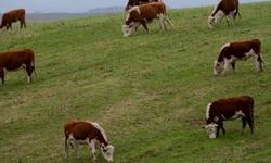 Rebanho sofre com perda de peso devido à estiagem