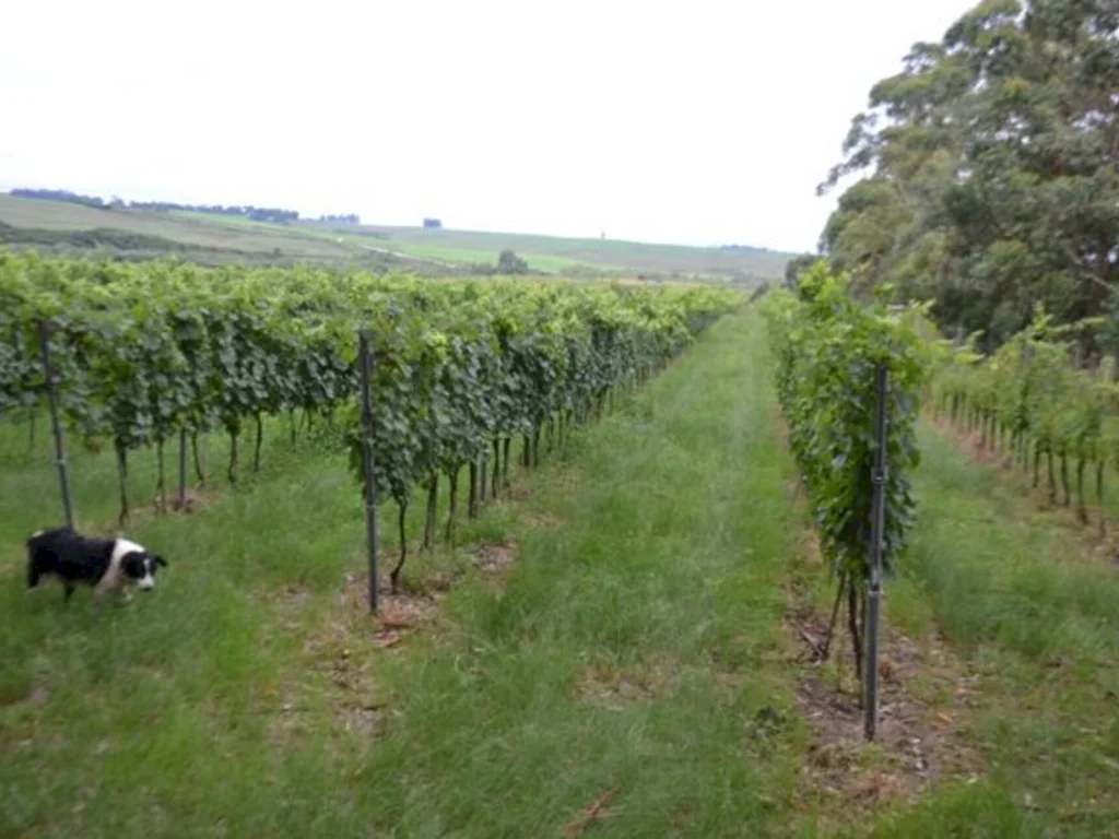 Zona Franca da Uva e do Vinho integra Bagé