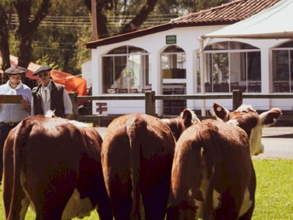 Abertas inscrições para raças Hereford e Braford em Dom Pedrito
