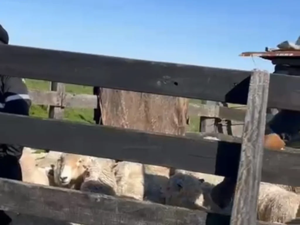 DECRAB recupera 11 animais furtados em Dom Pedrito