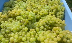 Saúde mobiliza 50 trabalhadores para sábado de vacinação