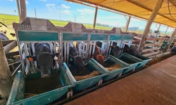 Conselho Rural discute controle de carrapato e incentivos para produtores