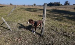 Pessoas com 29 anos podem se vacinar