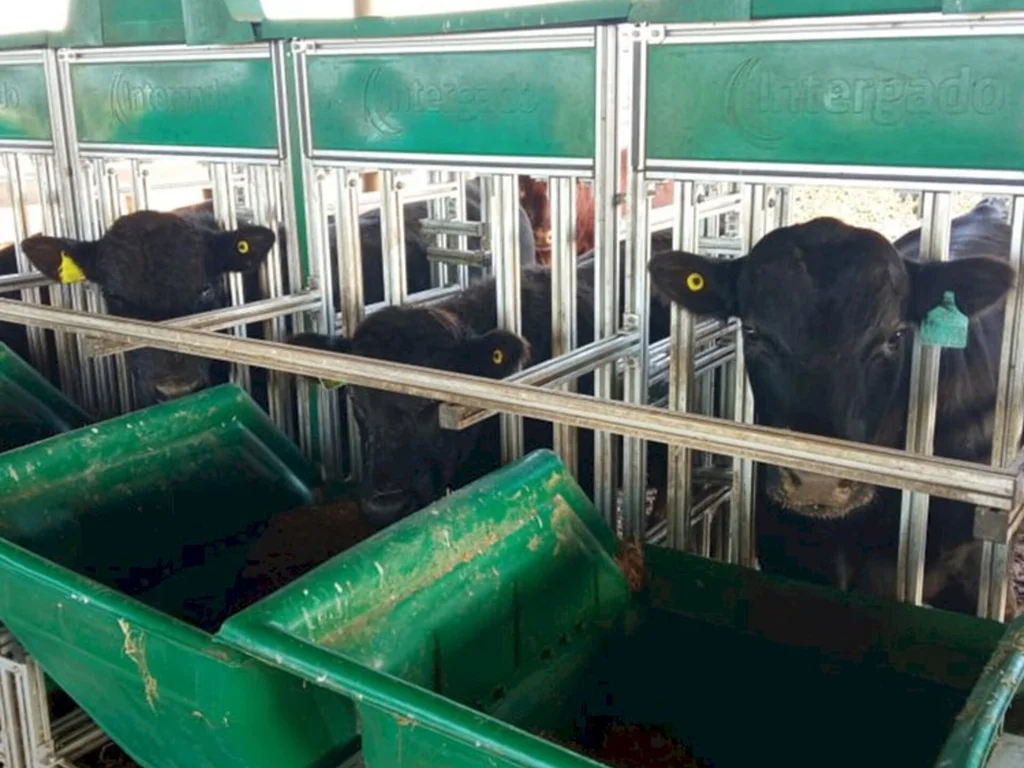 Prova da raça Angus começa fase de avaliação em Bagé