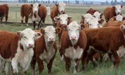 Filhote de dois dias é um dos primeiros a chegar no parque