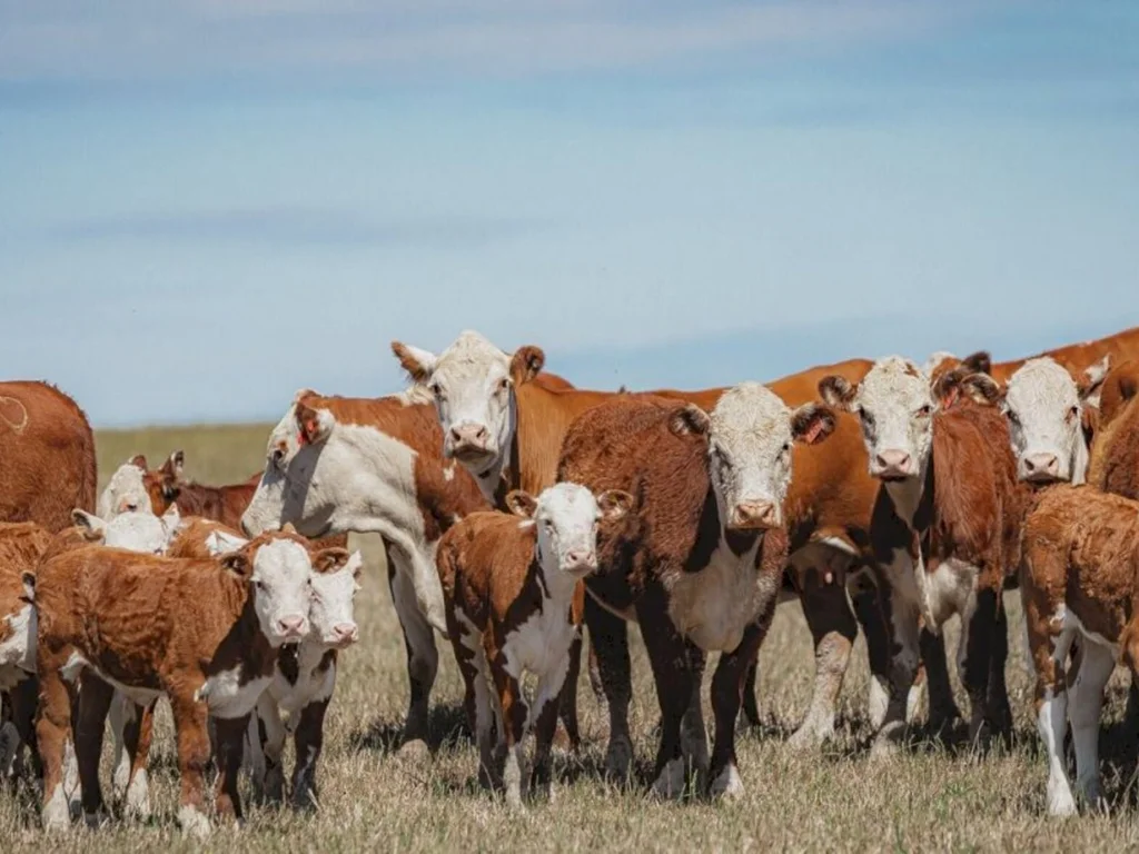 PampaPlus bate a marca de 18 mil animais avaliados