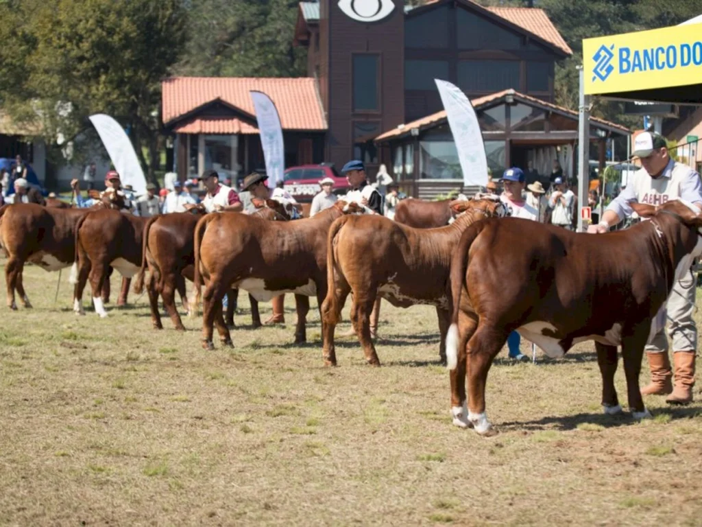 Raças Hereford e Braford em peso na Expointer