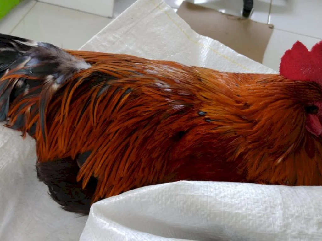 Galo sobrevive a ritual e vira mascote