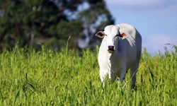 Oitavo Simpósio de Bovinocultura terá programação internacional