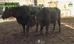 Nasce o primeiro animal Black Hereford no Brasil