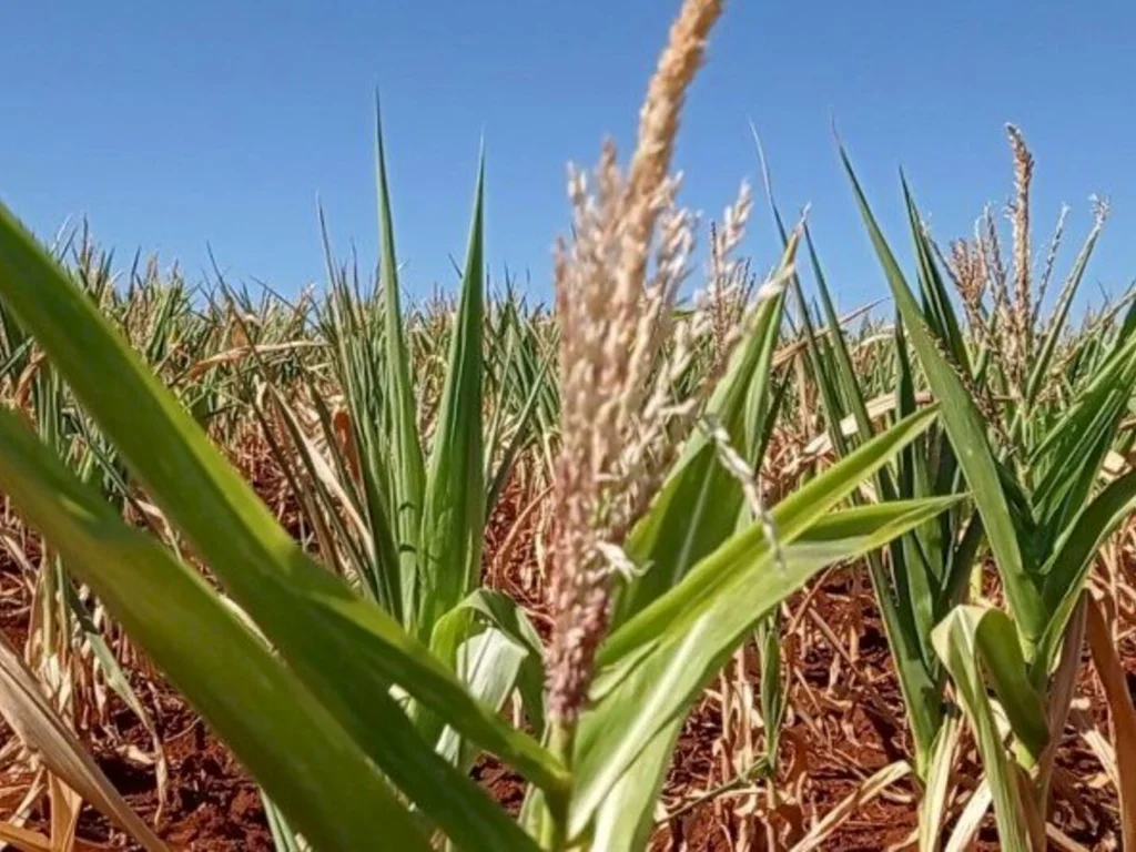Falta de chuva afeta desenvolvimento das lavouras