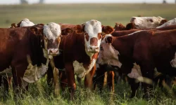 Terra Forte chega a Bagé e outros municípios da Campanha