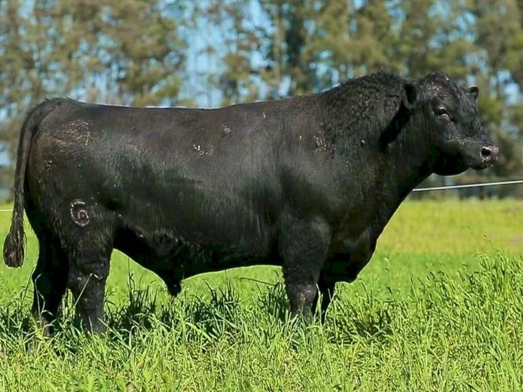 Leilão Capanegra terá oferta de 94 exemplares da raça Angus