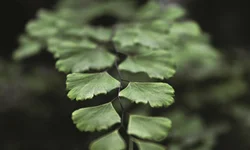 Onde assistir cada um dos vencedores do Oscar