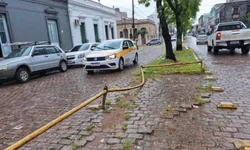 Prefeitura lança campanha para incentivar adoção responsável