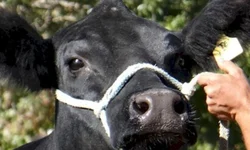 Média geral da feira contabiliza aumento superior a 6%