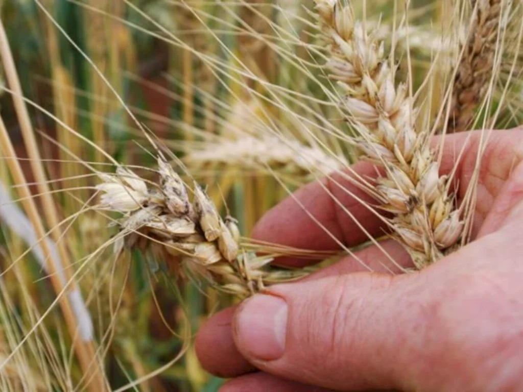 Pesquisa vai apurar estoques privados de arroz, café e trigo